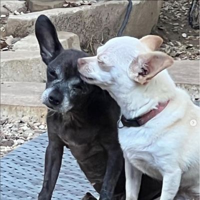 Two dogs loving on one another.