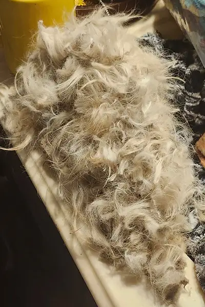 A big pile of removed dog hair and mats