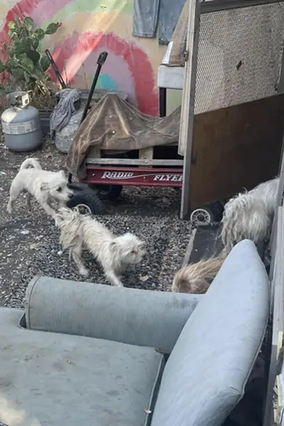 Filthy Maltese dogs running into a travel trailer