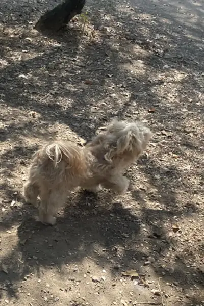 A very dirty and unkempt Maltese dog