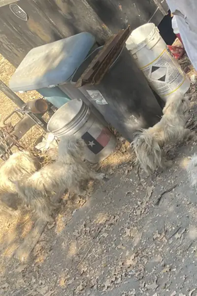 Three raggedy-looking Maltese dogs walking in a messy yard