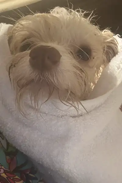 Bessie on the table with tortilla chip crumbs at her feet