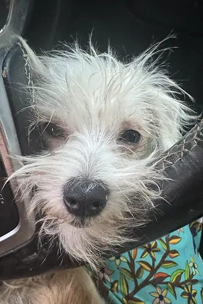 Maltese dog resting after mat removal