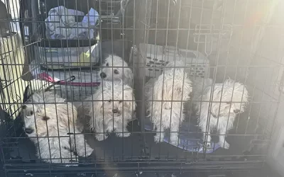 Seven Maltese Rescued…Four Still in Danger