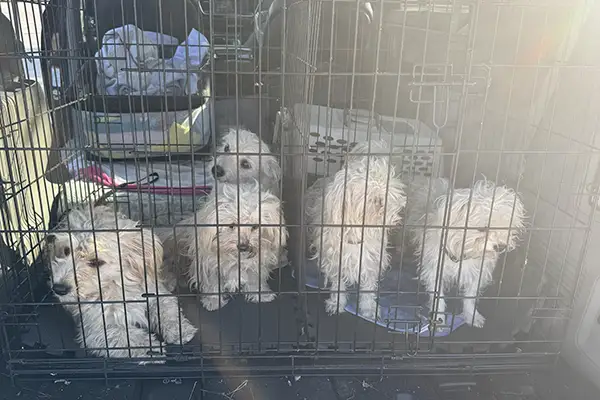Three raggedy-looking Maltese dogs walking in a messy yard